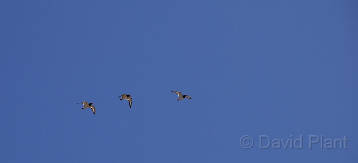Oystercatchers flying - A.JPG - Oystercatchers in flight - Shetland Islands